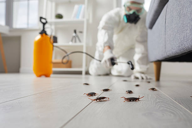 Trusted Cockroach Control service in Sugar City, ID - Nex Pest Control